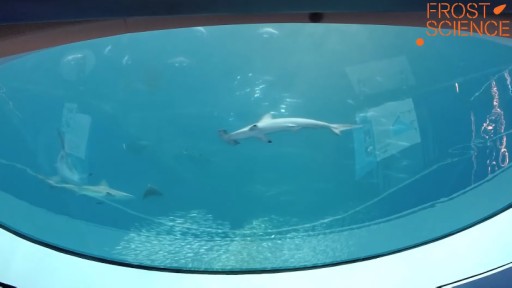 Miami Shark webcam
