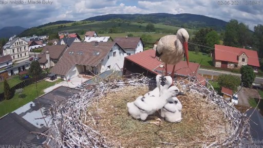 Mlade Buky Stork webcam