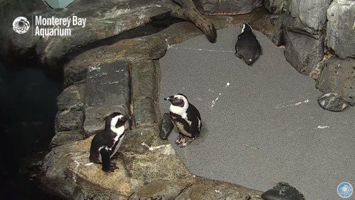 アメリカ モントレーベイ水族館のライブカメラ