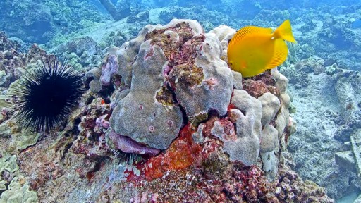 ハワイ島 サンゴ礁のライブカメラ