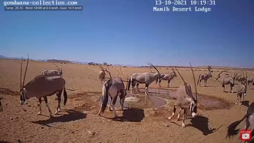 ナミブ砂漠 野生動物のライブカメラ