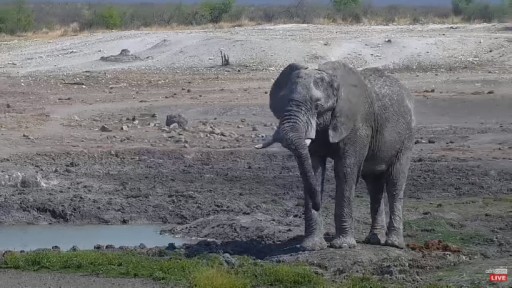 Live Wildlife Webcam in Madikwe Game Reserve