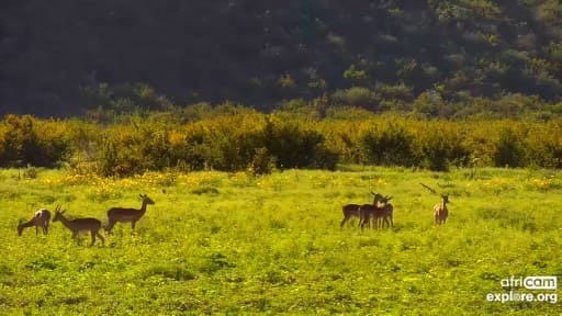 マディクウェ動物保護区 野生動物のライブカメラ