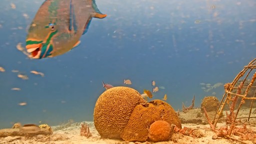 Kralendijk Coral Reefs webcam