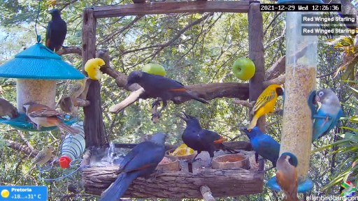 Pretoria Bird Feeder webcam