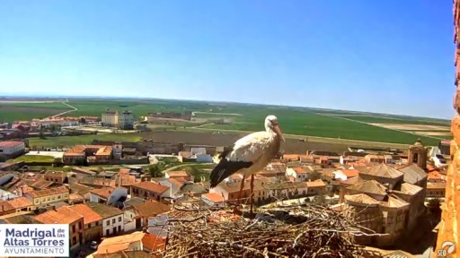 Live Stork Webcam in Madrigal de las Altas Torres