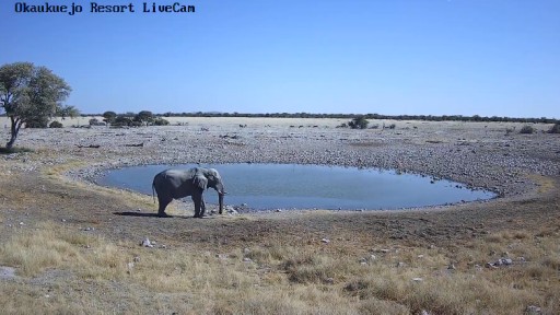 エトーシャ国立公園 野生動物のライブカメラ