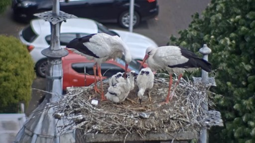 IJsselstein Stork webcam