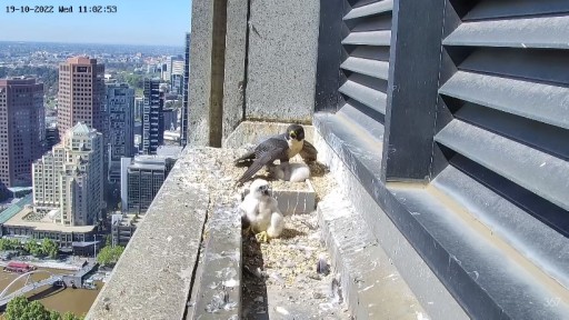 Melbourne Falcon webcam