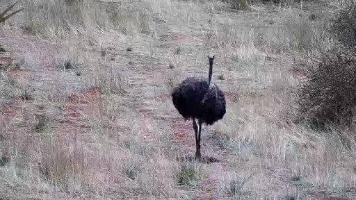 カラハリ砂漠 野生動物のライブカメラ