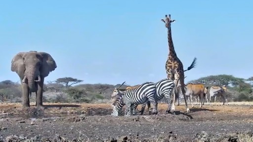 チュールヒルズ 野生動物のライブカメラ