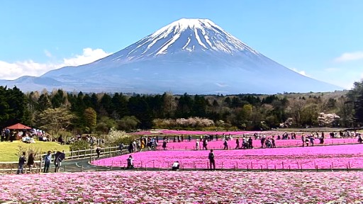 Fujikawaguchiko Fuji Shibazakura Festival webcam