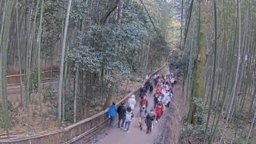 Kioto en vivo Bosque de Bambú de Arashiyama