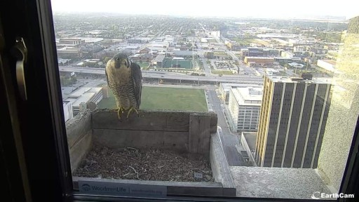 Live Falcon Webcam in Omaha