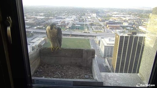 Omaha en vivo Falco