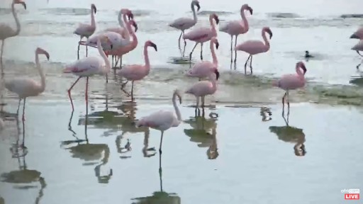 Kimberley Flamingos at Kamfers Dam webcam