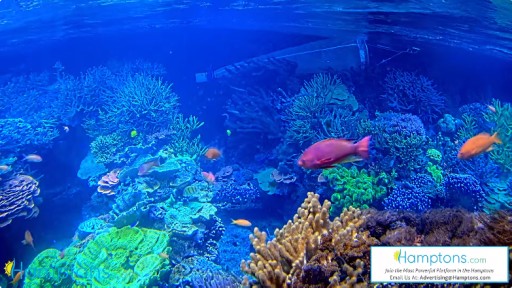 リバーヘッド ロングアイランド水族館のライブカメラ