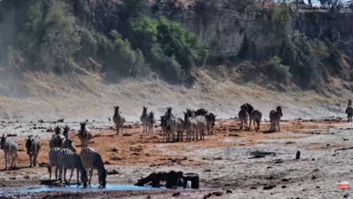 Río Boteti en vivo Vida Silvestre