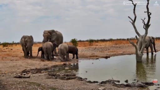 Etosha Heights Private Reserve Wildlife webcam