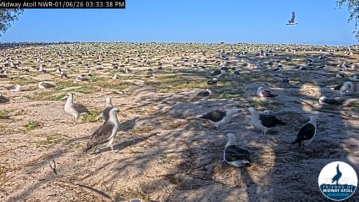Isla Sand en vivo Albatros