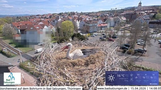 Bad Salzungen Stork nest webcam