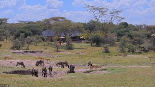 Maasai Mara Wildlife webcam